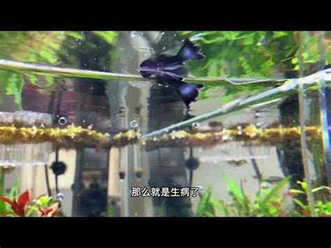 魚缸的魚一直死|揭密！為什麼養魚一直死的真相